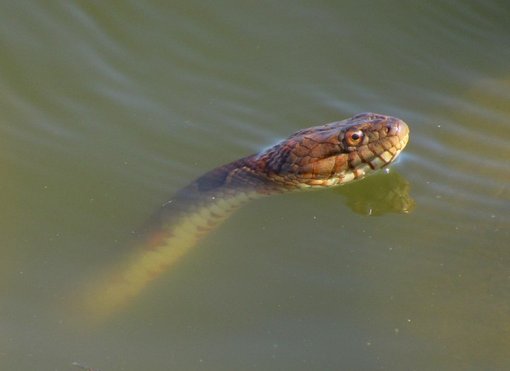 Midland Water Snake